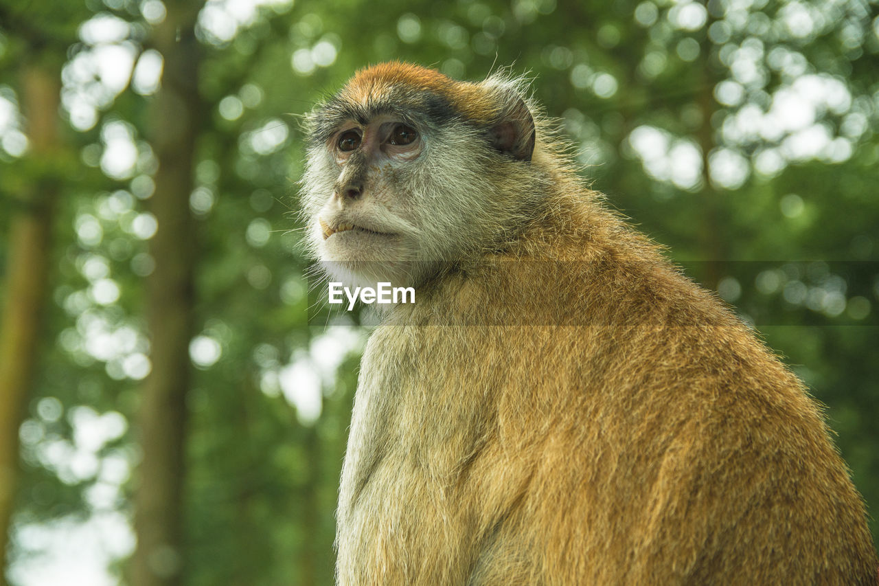 Close-up of monkey sitting against trees