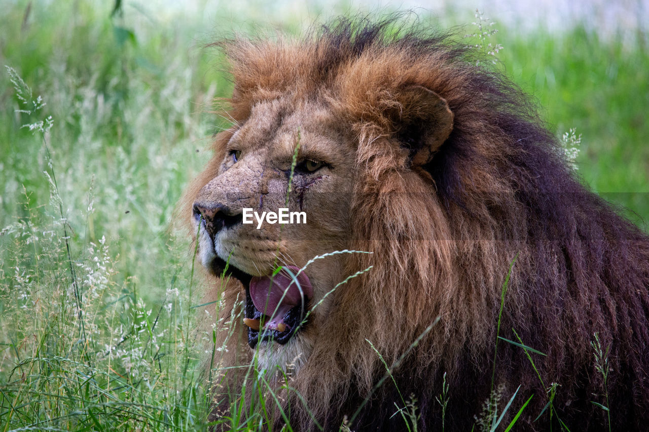 Close-up of a lion ooking away
