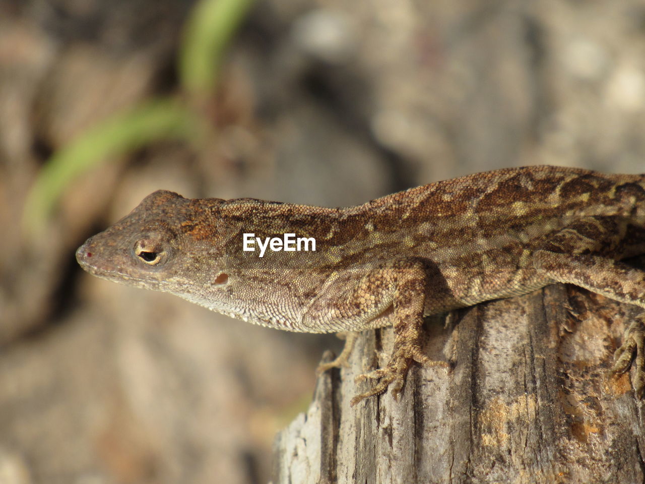 Close-up of lizard