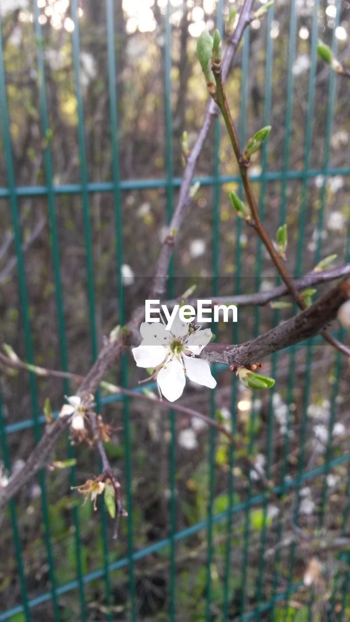 CLOSE-UP OF WHITE FLOWERS BLOOMING