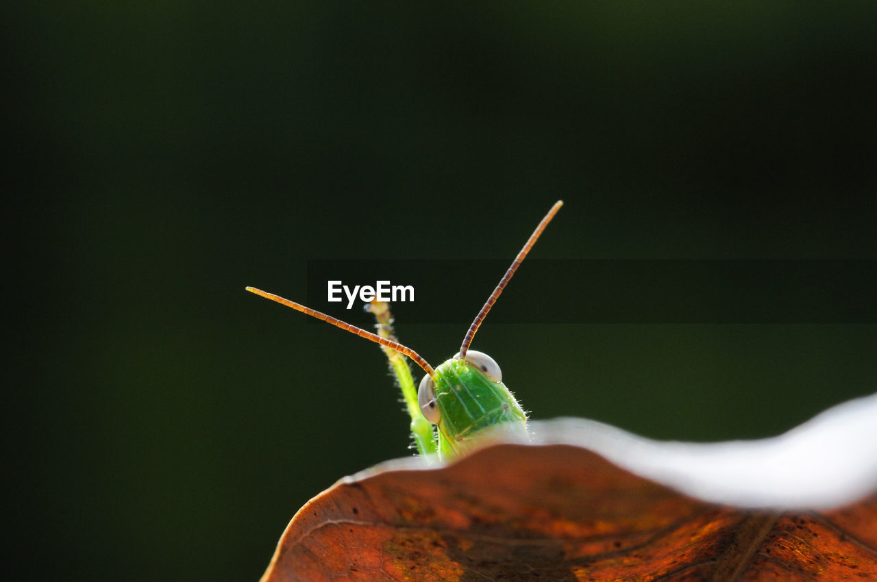 Close-up of grasshoper raised hans on the leaf