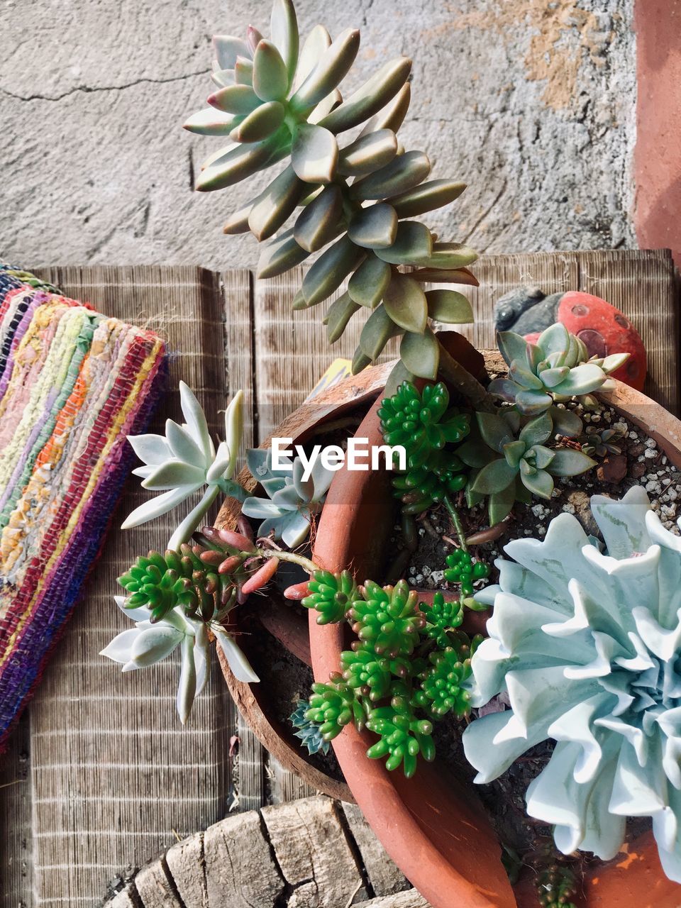HIGH ANGLE VIEW OF POTTED PLANTS GROWING IN YARD