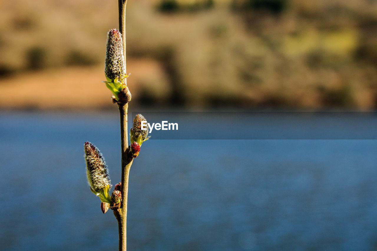 Close-up of plant against water