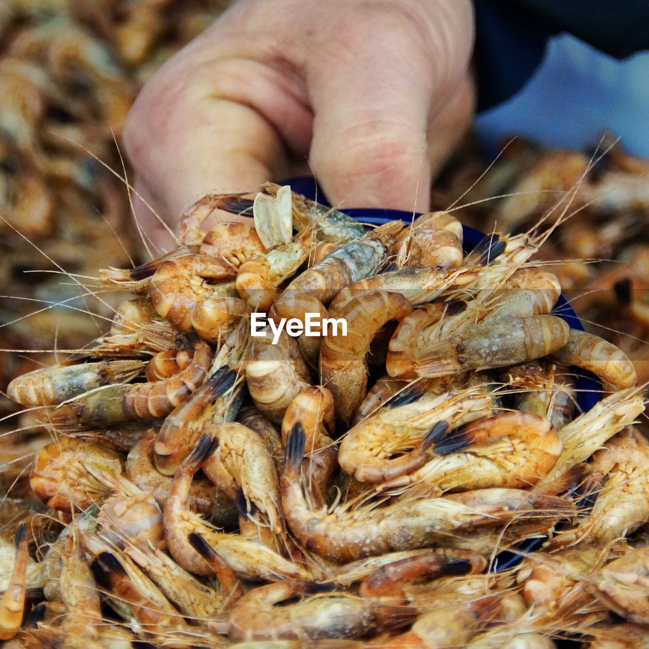 Cropped image of hand holding shrimps for sale at market