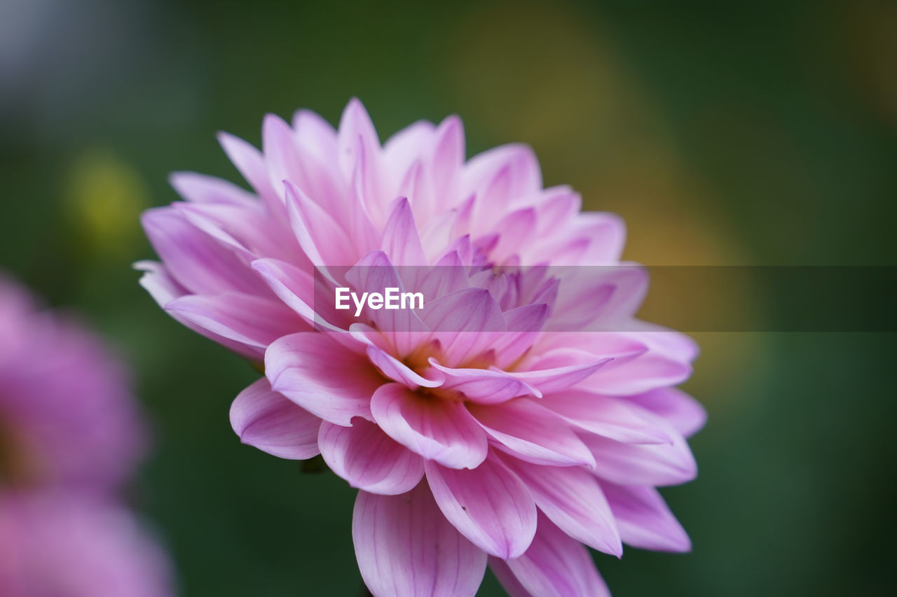 flower, flowering plant, plant, freshness, beauty in nature, pink, petal, close-up, flower head, inflorescence, fragility, macro photography, nature, focus on foreground, growth, no people, purple, plant stem, springtime, blossom, outdoors, dahlia, magenta, selective focus, botany