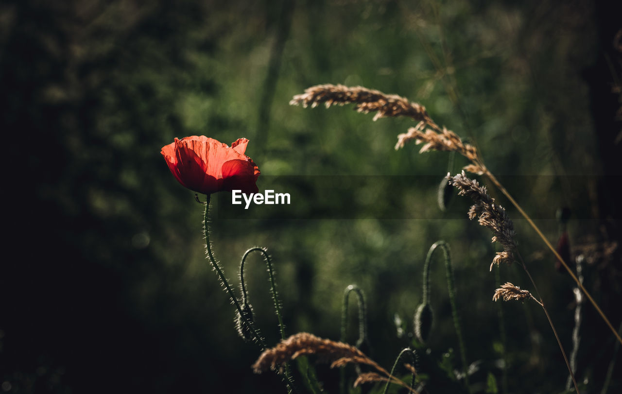 Close-up of red poppy flowers