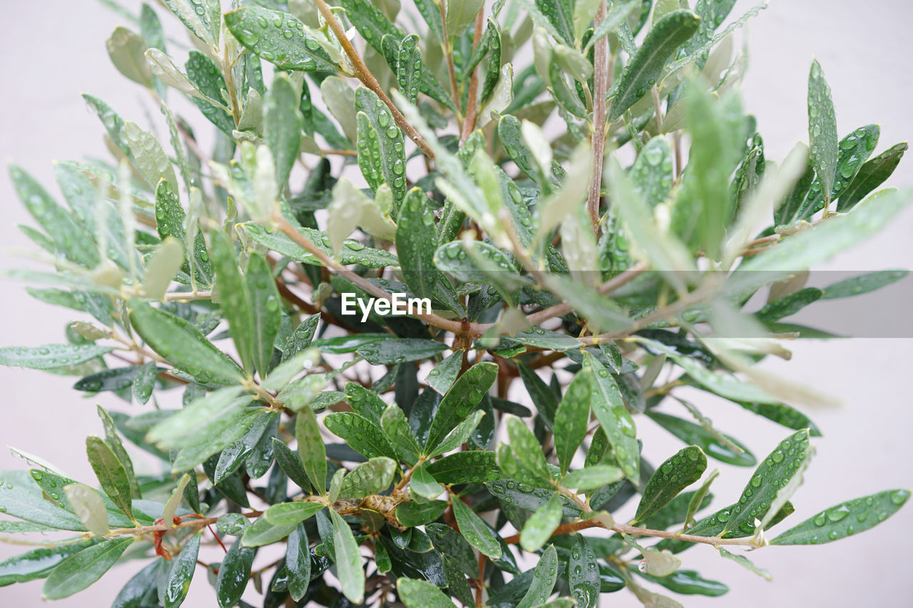 Rain on olive tree leaves 