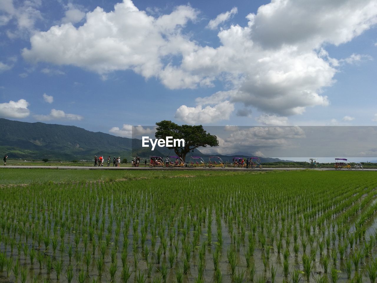 Agriculture field with mountain in background