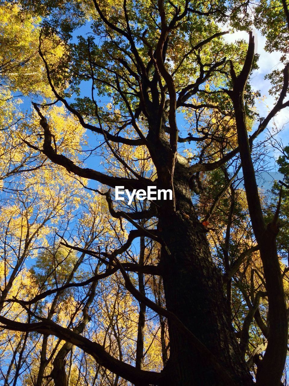 Low angle view of tree in forest during autumn