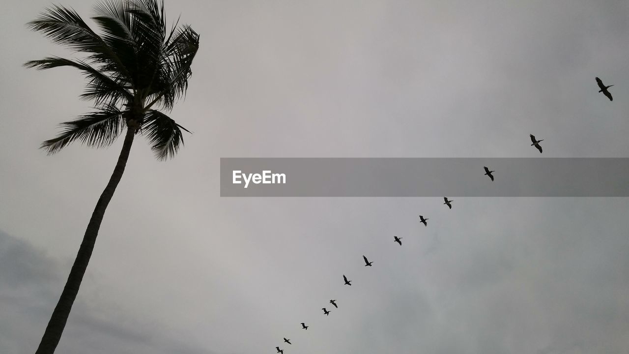 Low angle view of birds flying by palm tree against sky
