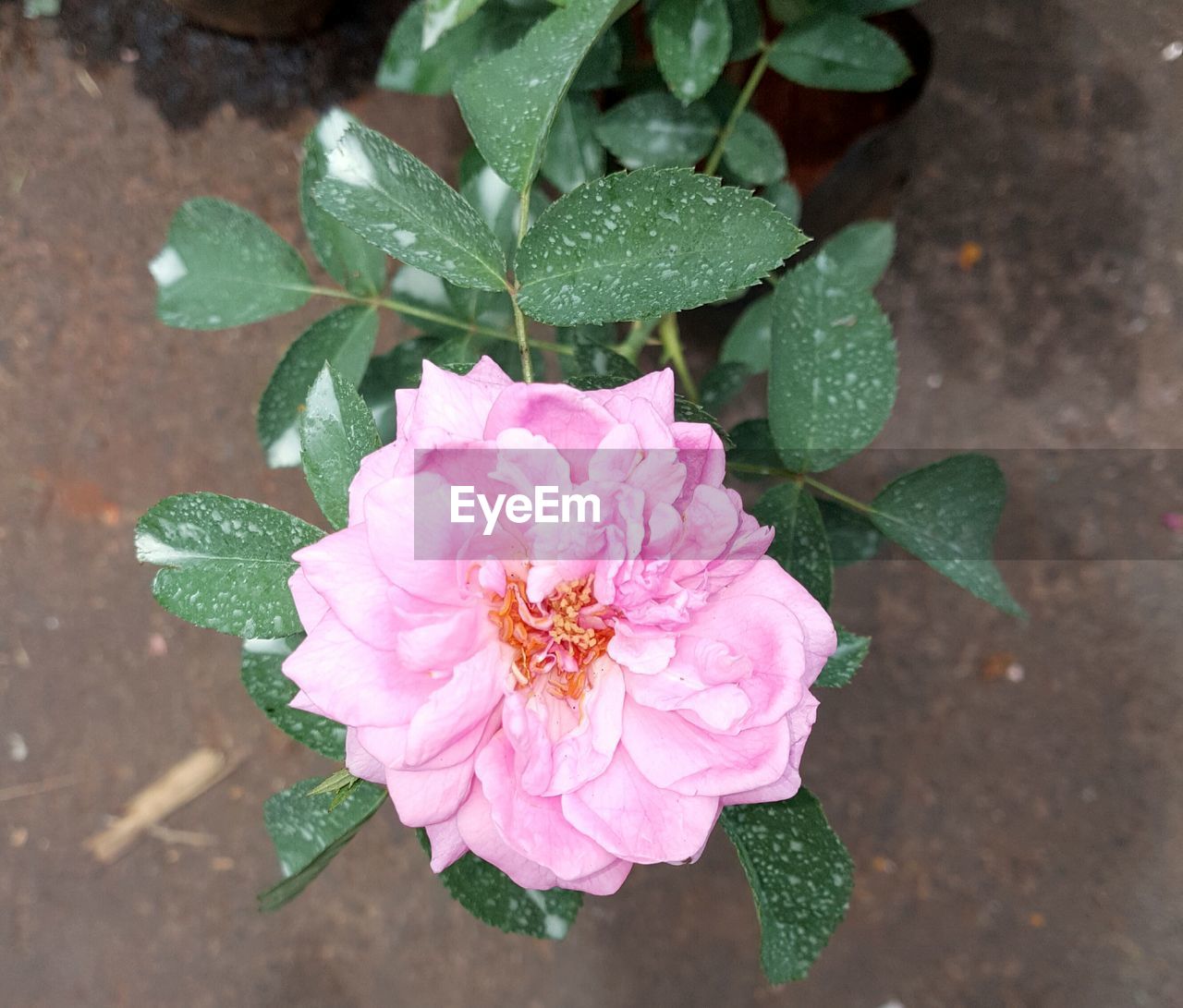 CLOSE-UP OF PINK FLOWERS BLOOMING IN GARDEN