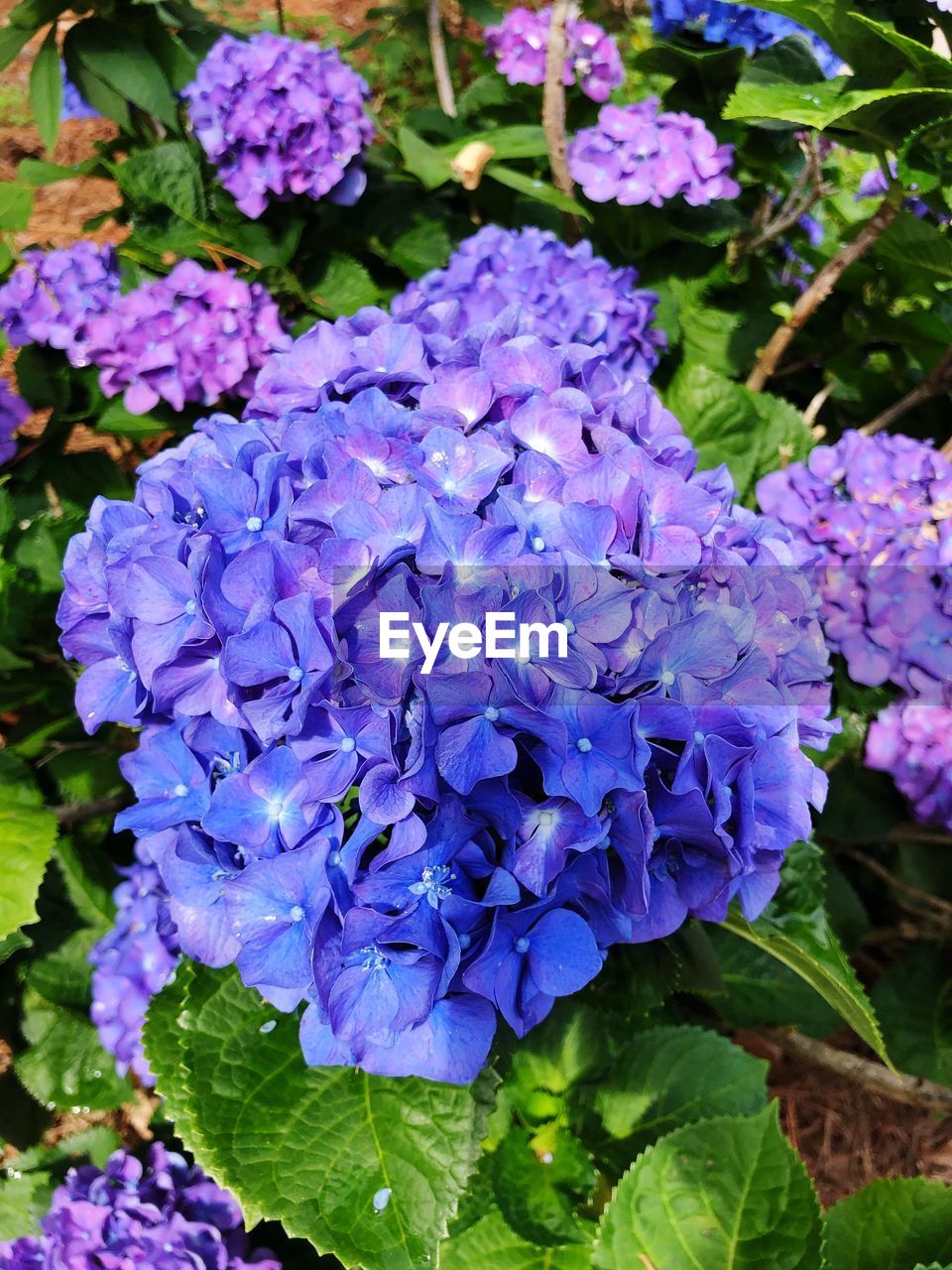 CLOSE-UP OF PURPLE FLOWERS