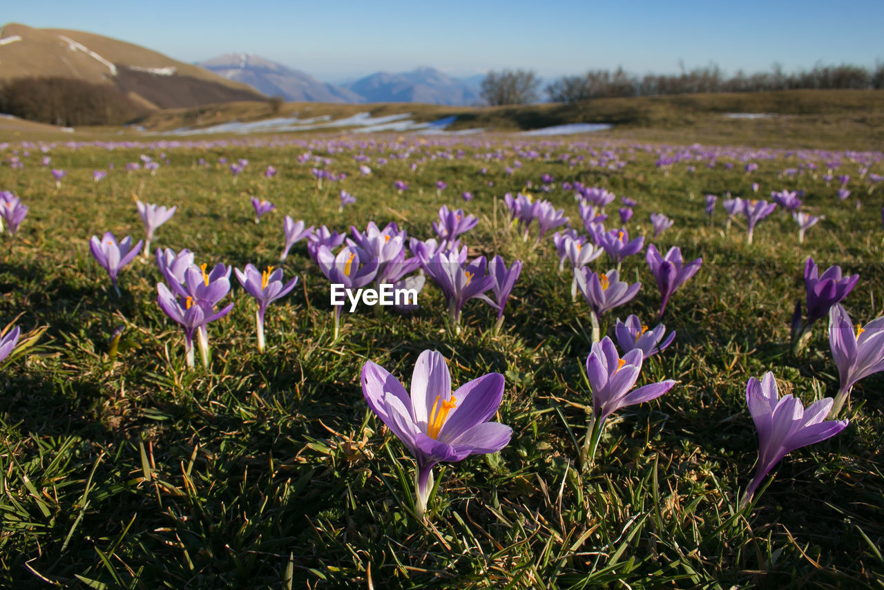 Mountain landscape with violet crocus vernus flowering