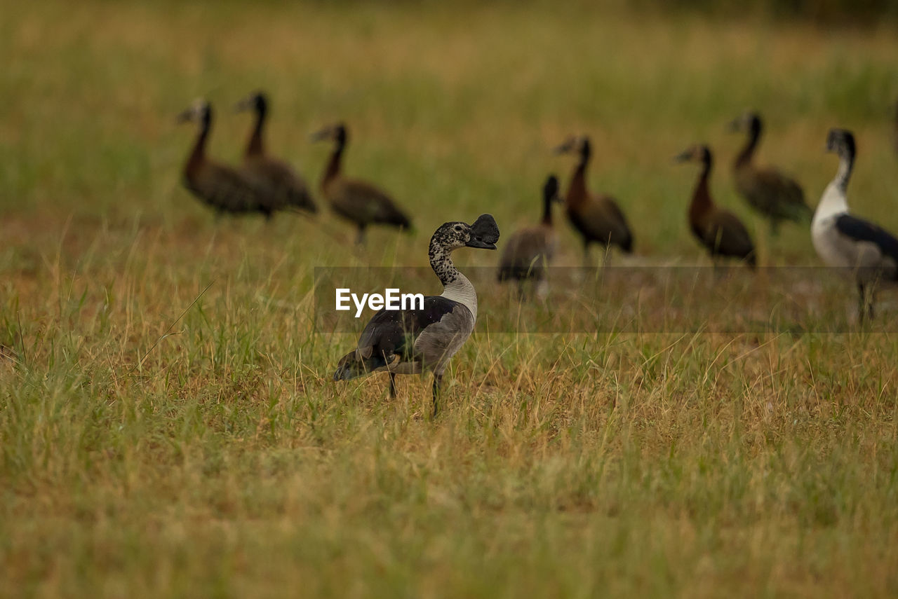 Ducks standing on grassy land