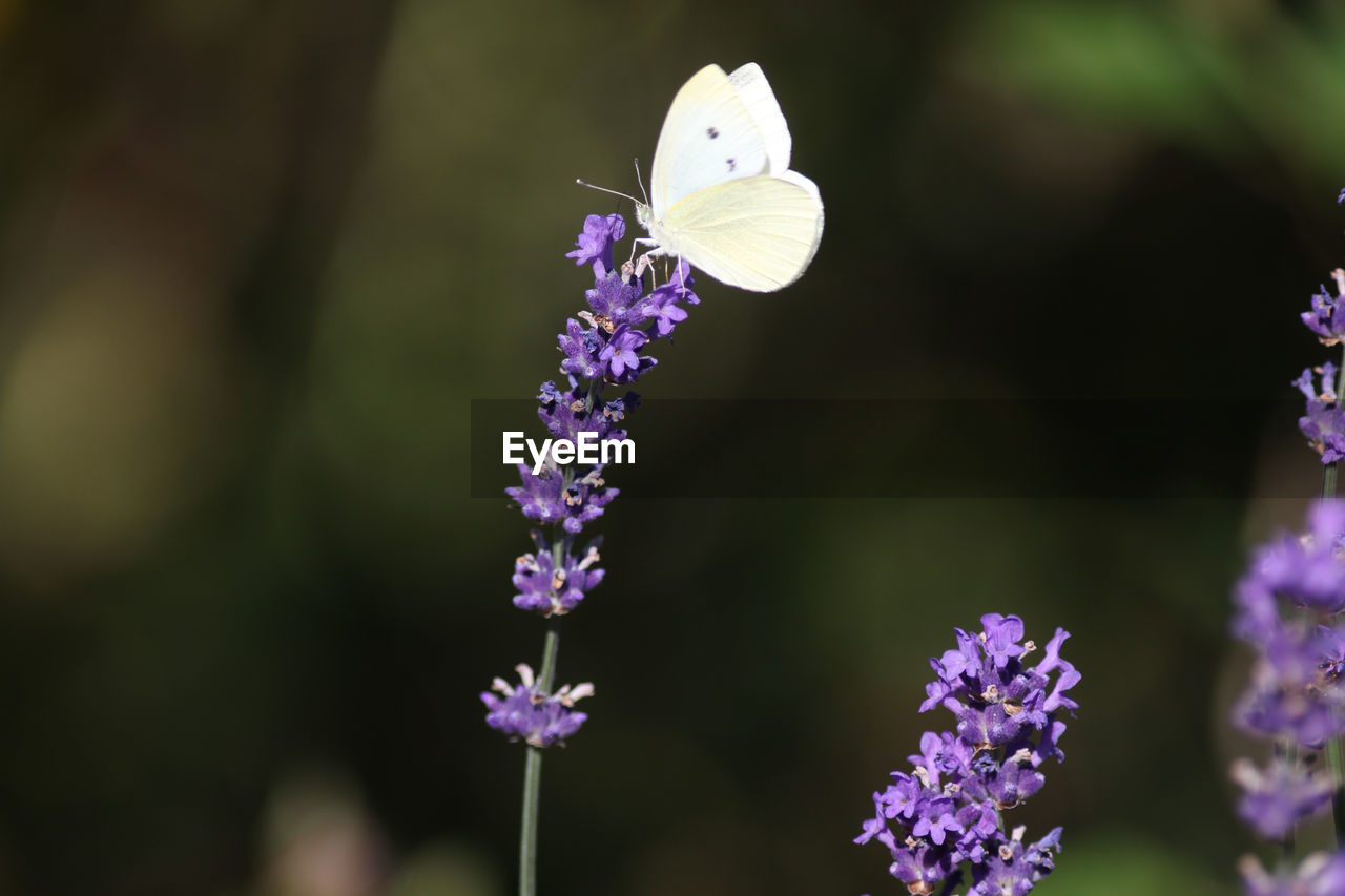 CLOSE-UP OF BUTTERFLY ON PURPLE FLOWER