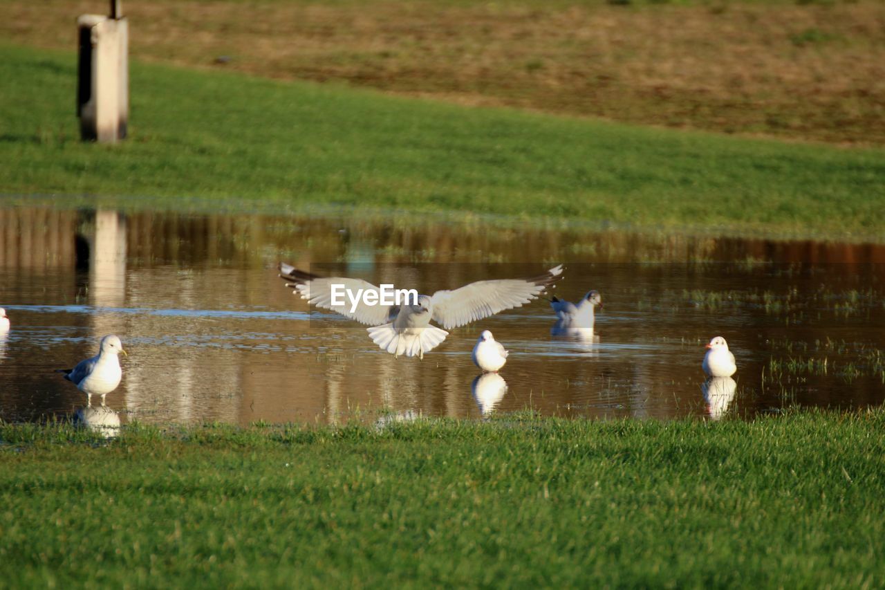Birds at lake amidst grassy field