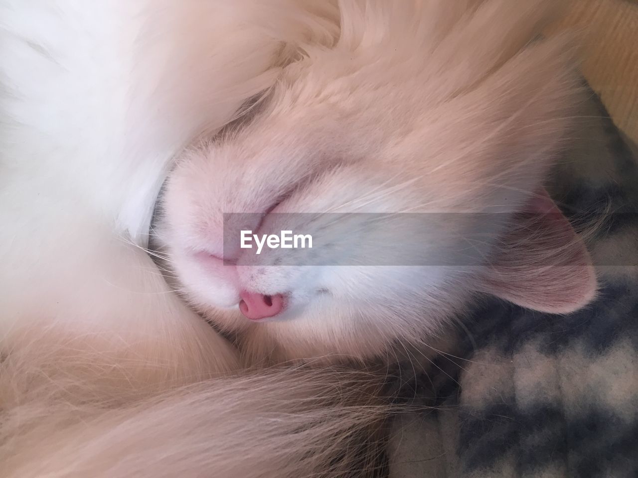 CLOSE-UP OF CAT YAWNING ON CARPET