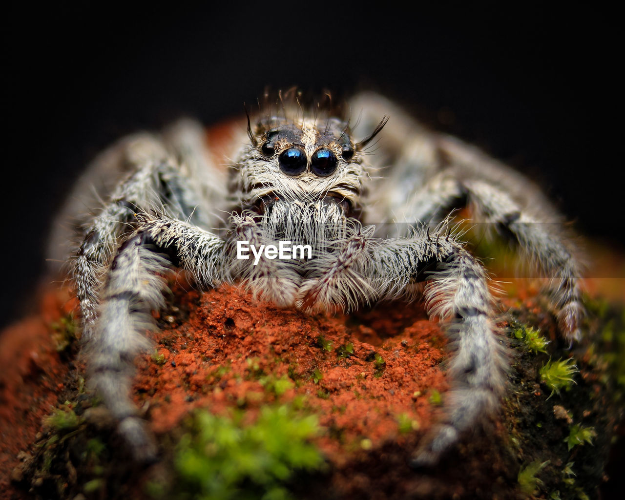 Close-up of spider on rock against black background