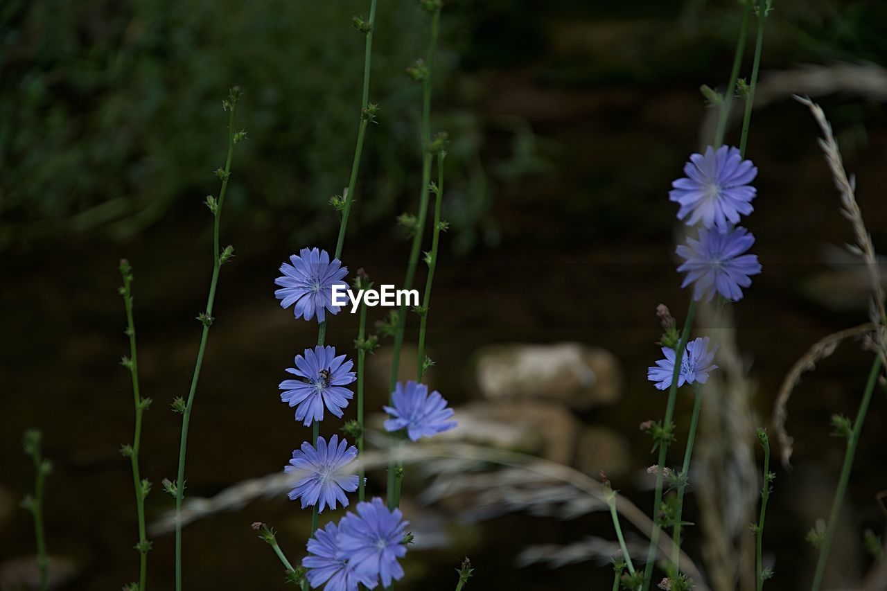 Close-up of purple flowering plants on field