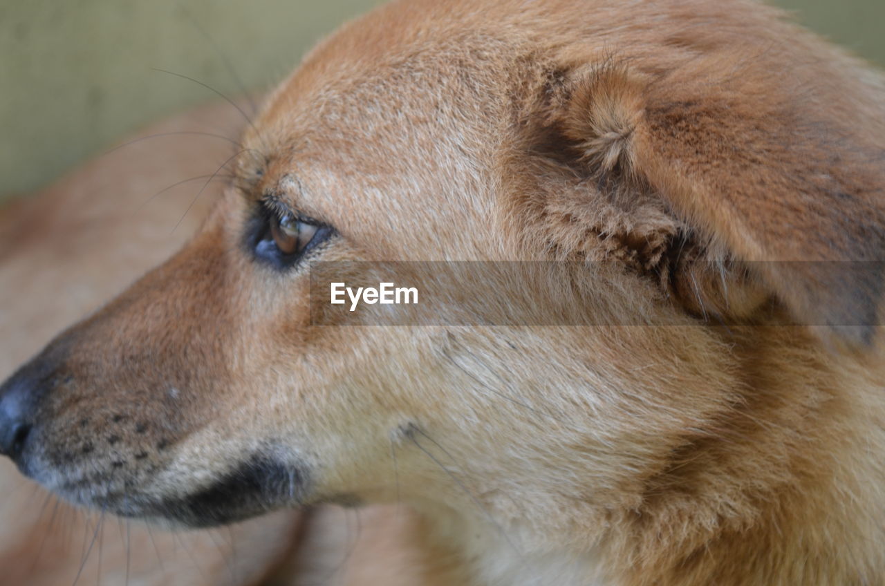 CLOSE-UP OF DOG EYE