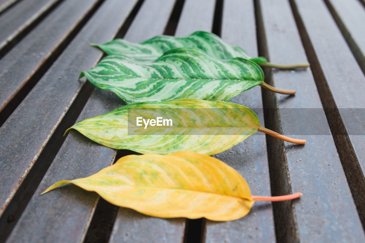 High angle view of leaves on wooden table