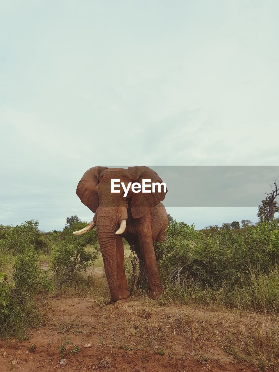 ELEPHANT STANDING BY FIELD AGAINST SKY