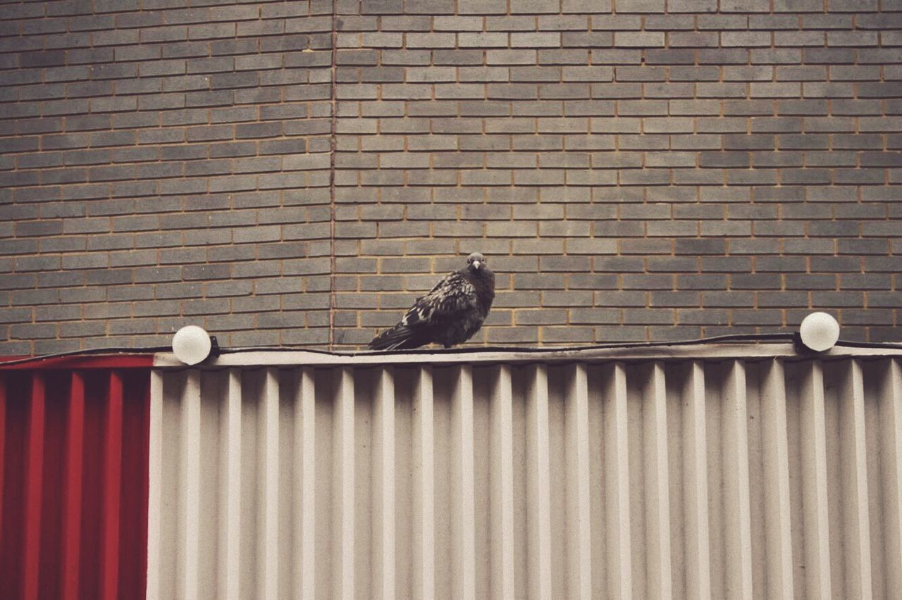 Low angle view of pigeon on roof