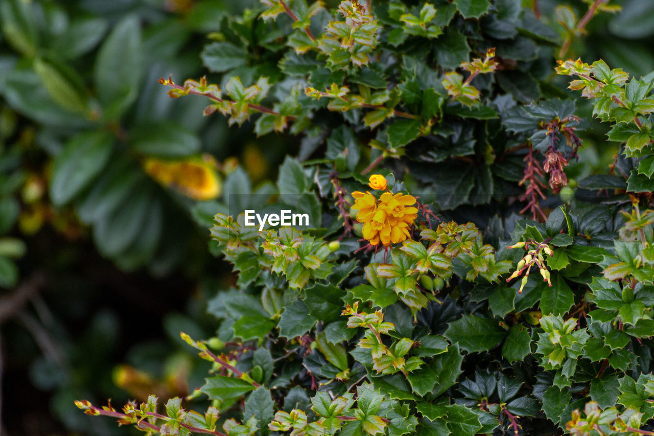 CLOSE-UP OF FLOWERING PLANTS