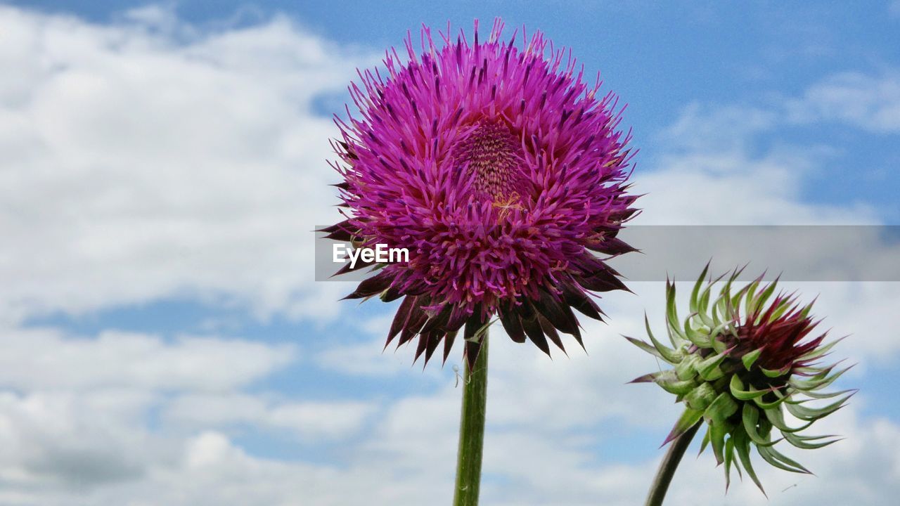 CLOSE-UP OF THISTLE AGAINST SKY