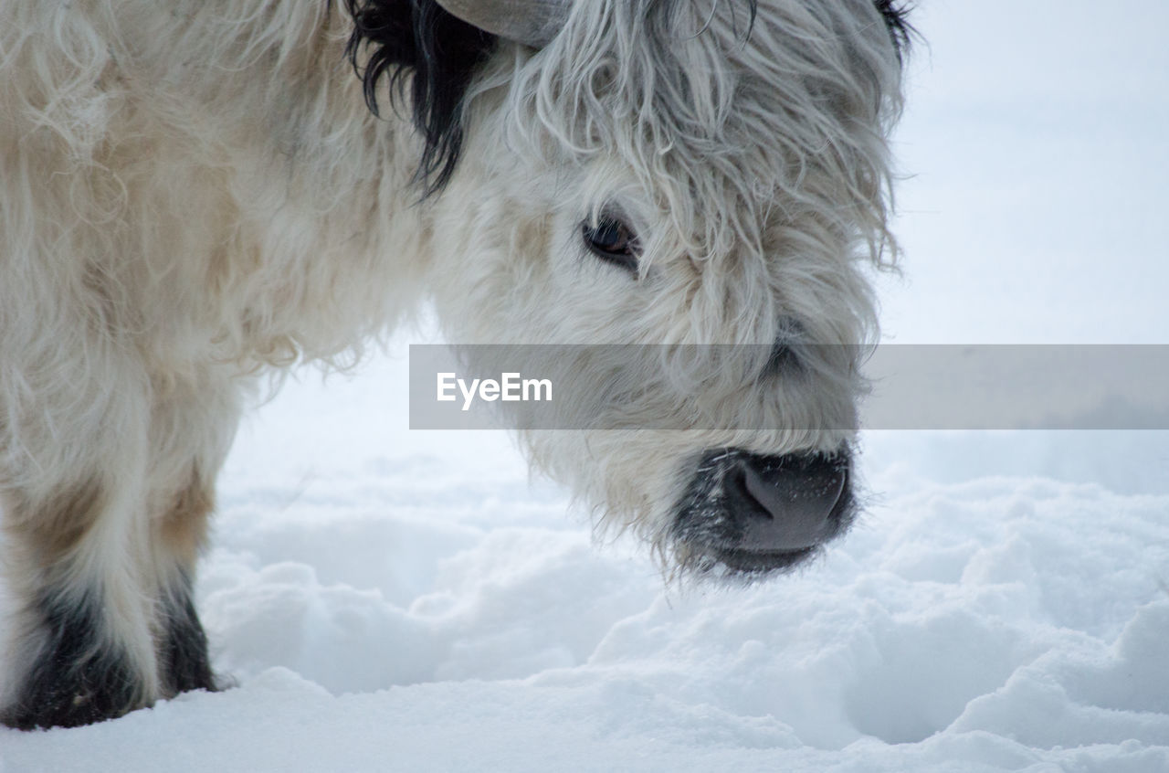 Close-up of highland cattle on snow field