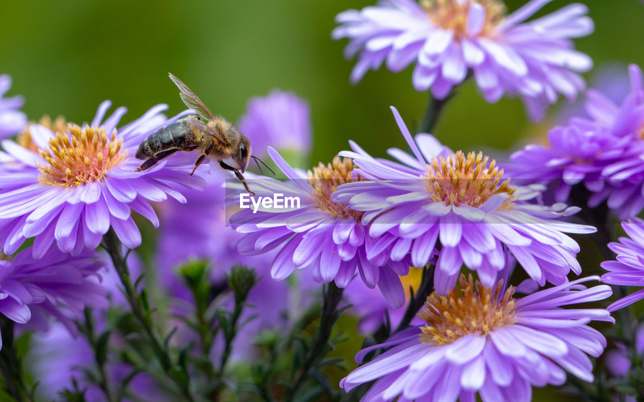 CLOSE-UP OF HONEY BEE POLLINATING ON PURPLE FLOWERING