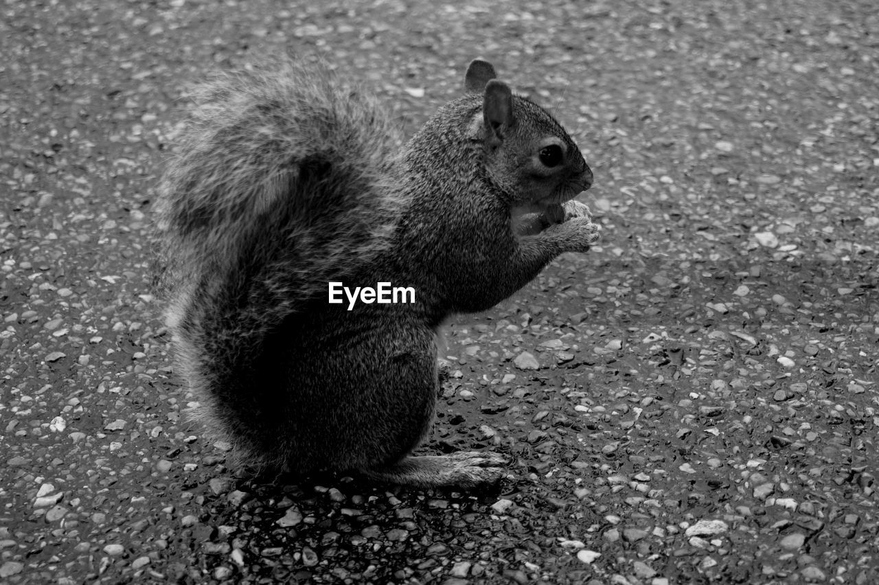 High angle view of squirrel sitting on field