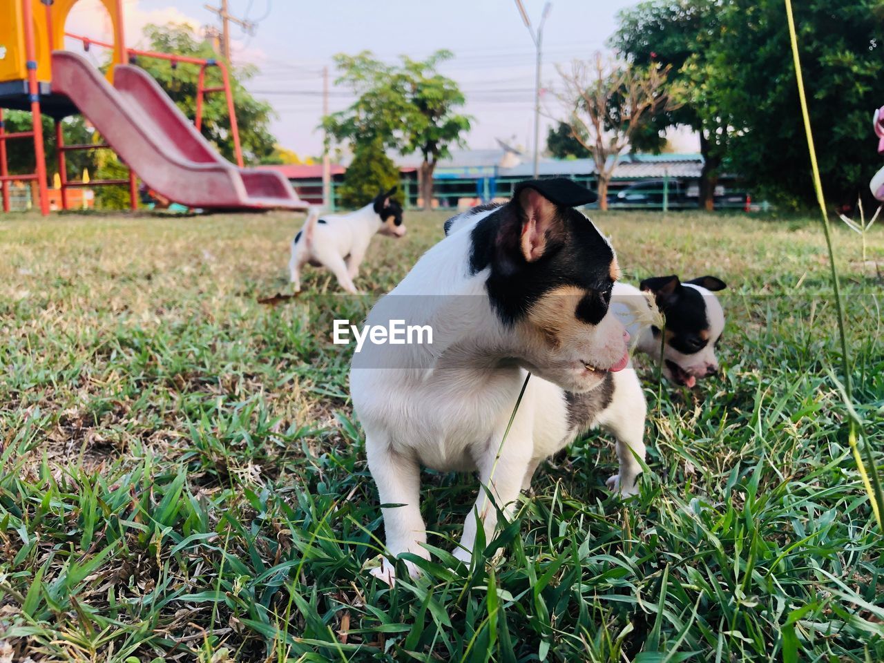 DOG SITTING ON GRASS