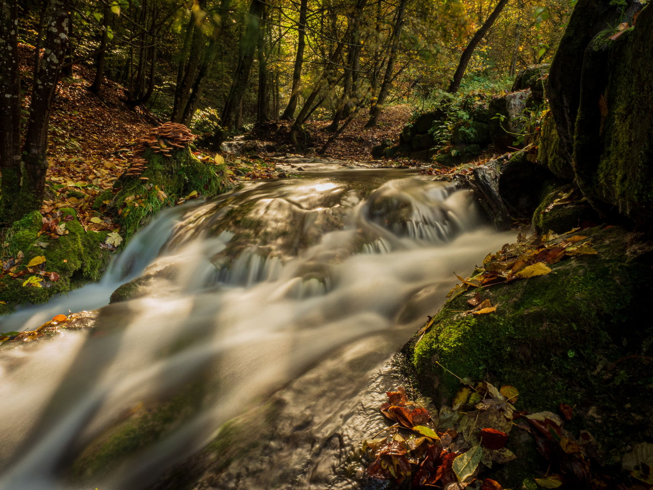 Stream flowing through rocks in forest