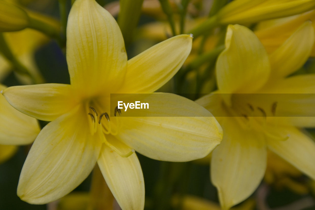 CLOSE-UP OF FRESH YELLOW DAY LILY BLOOMING OUTDOORS