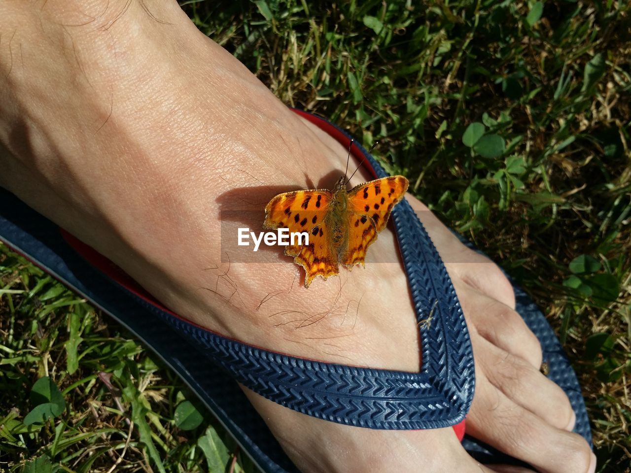 HIGH ANGLE VIEW OF BUTTERFLY ON FINGER