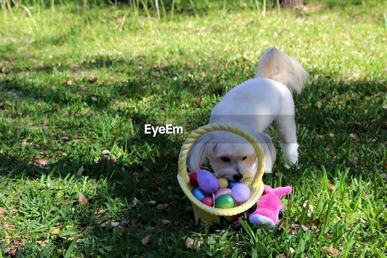Maltipoo with easter eggs in basket on grassy field