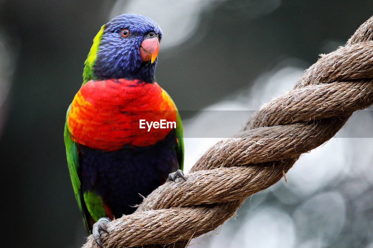 CLOSE-UP OF PARROT PERCHING ON A ROPE