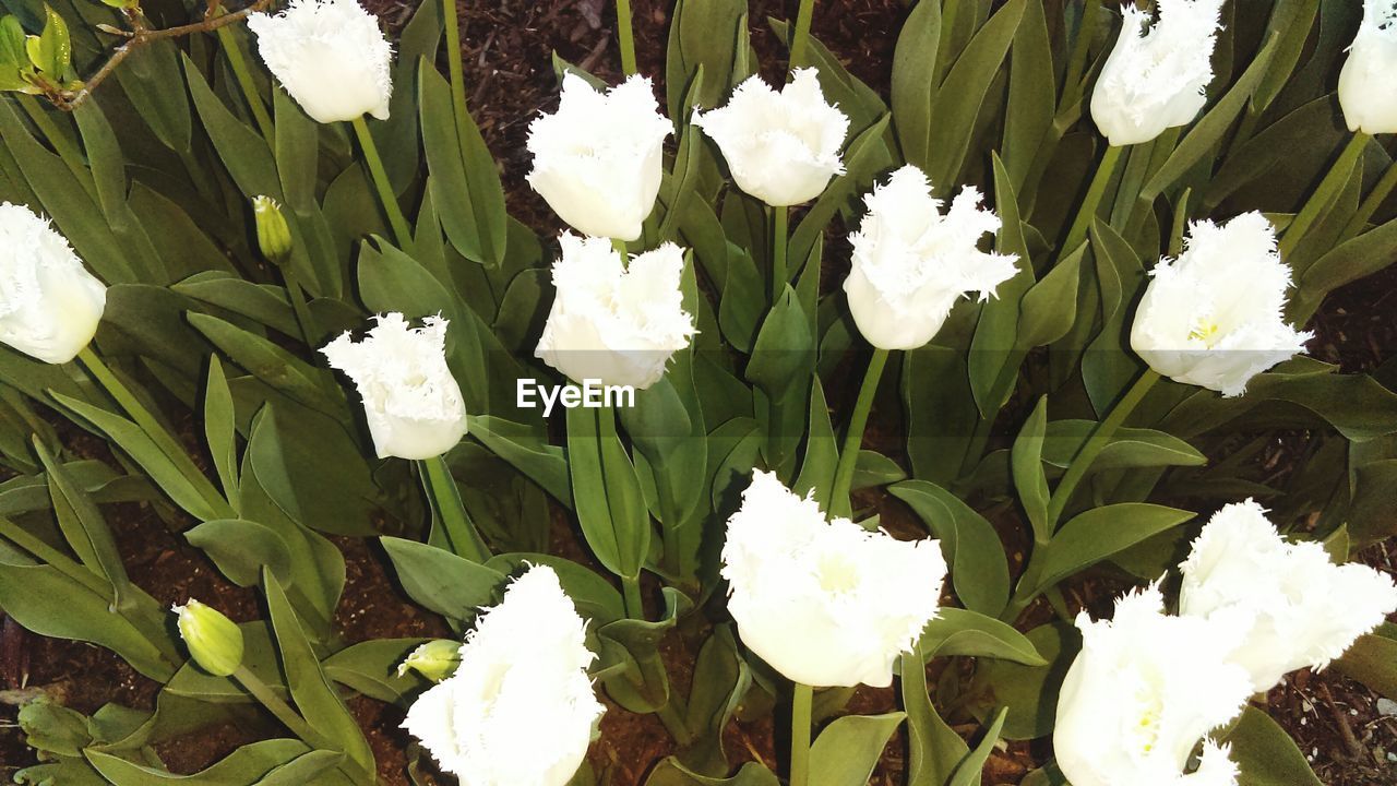 WHITE FLOWERS BLOOMING ON PLANT