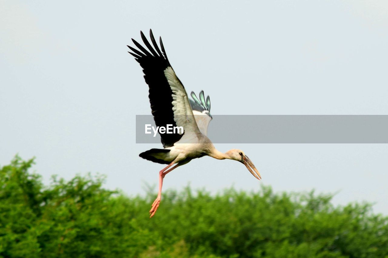 LOW ANGLE VIEW OF BIRD FLYING