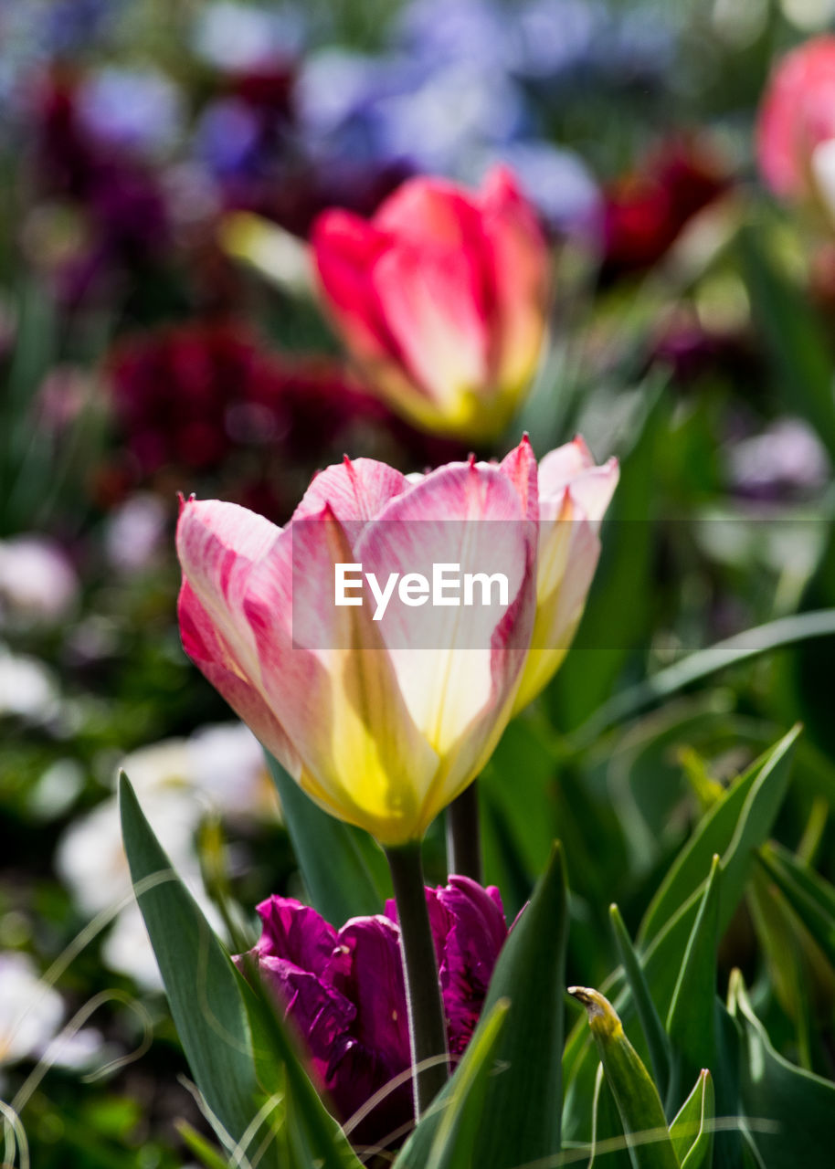 CLOSE-UP OF PINK TULIP PURPLE FLOWER