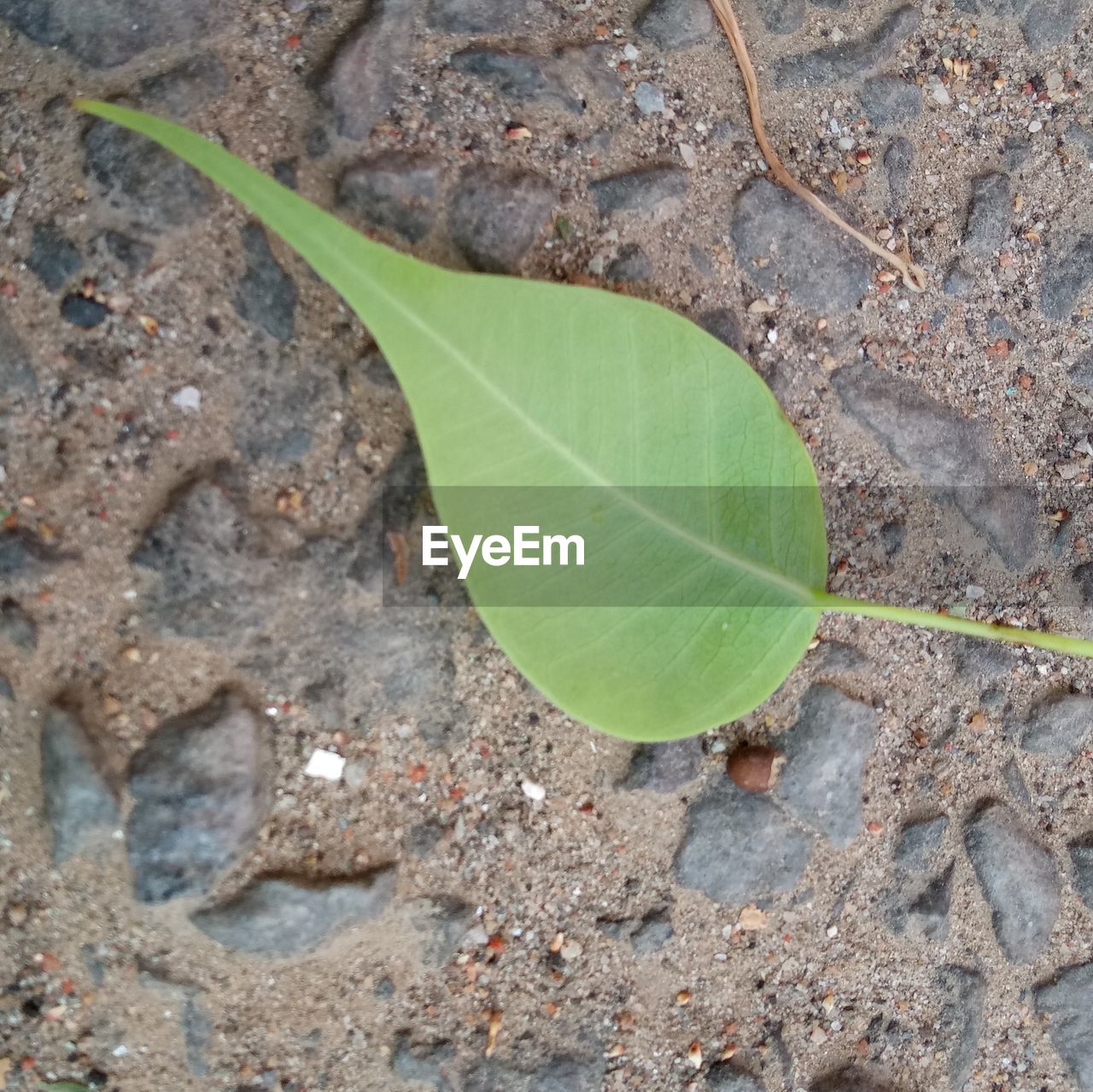 HIGH ANGLE VIEW OF LEAVES