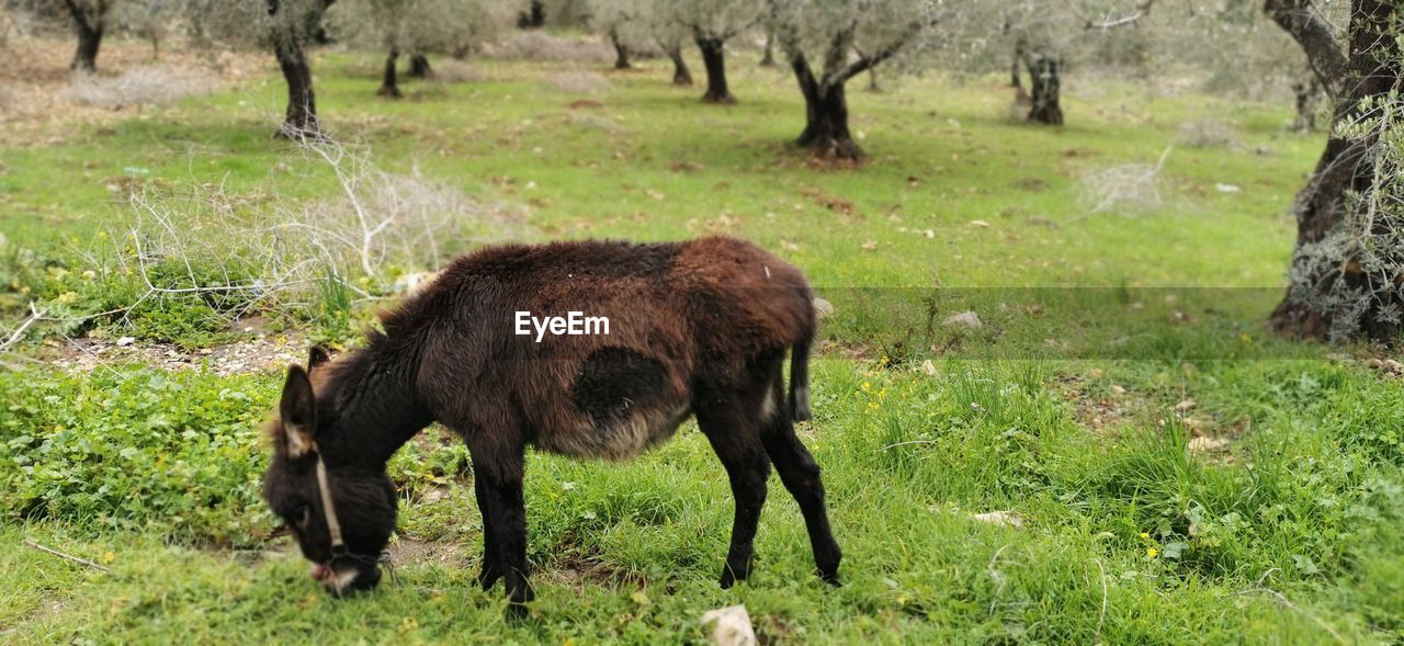 HORSE GRAZING IN FIELD