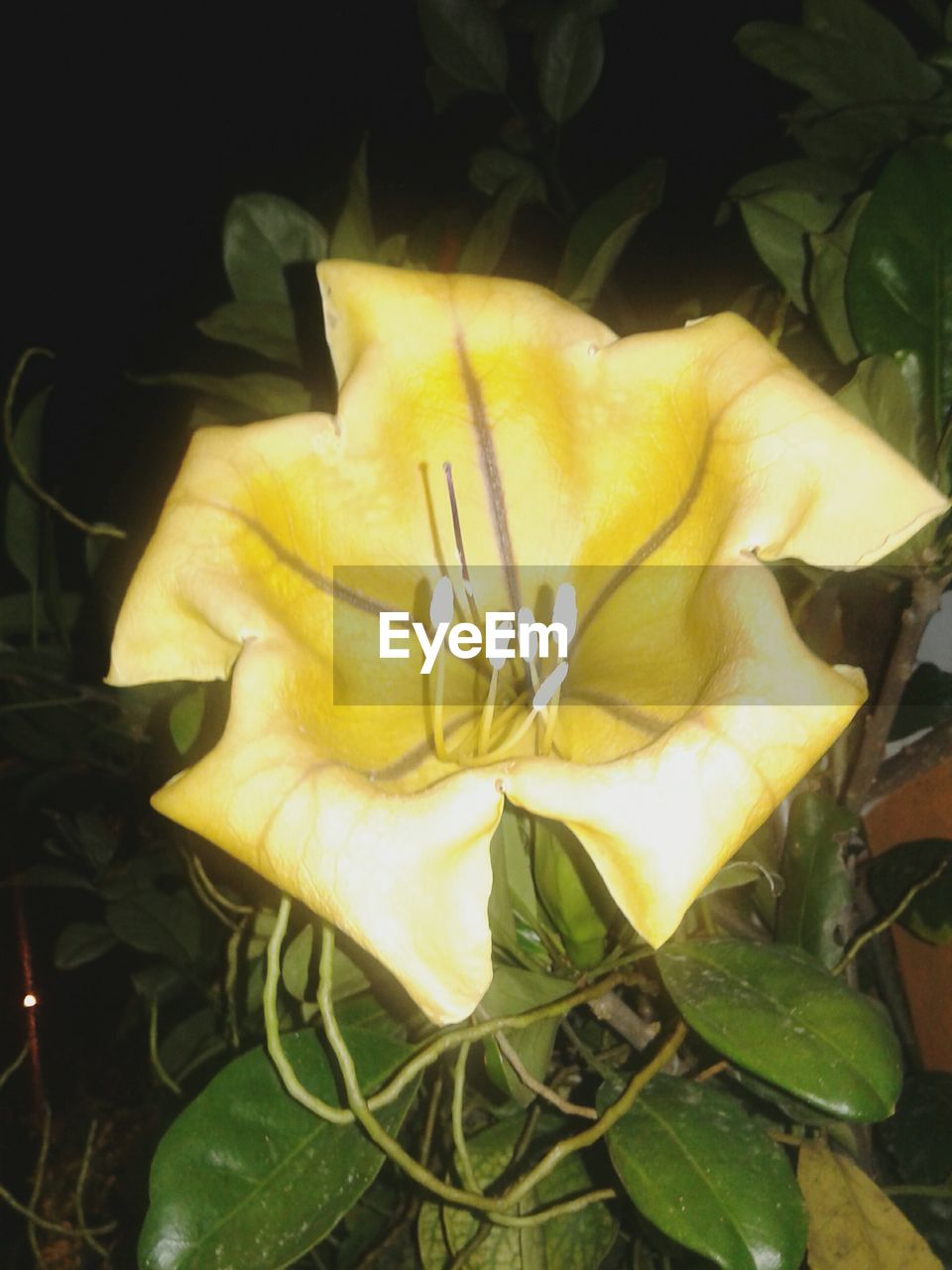 CLOSE-UP OF YELLOW FLOWERS