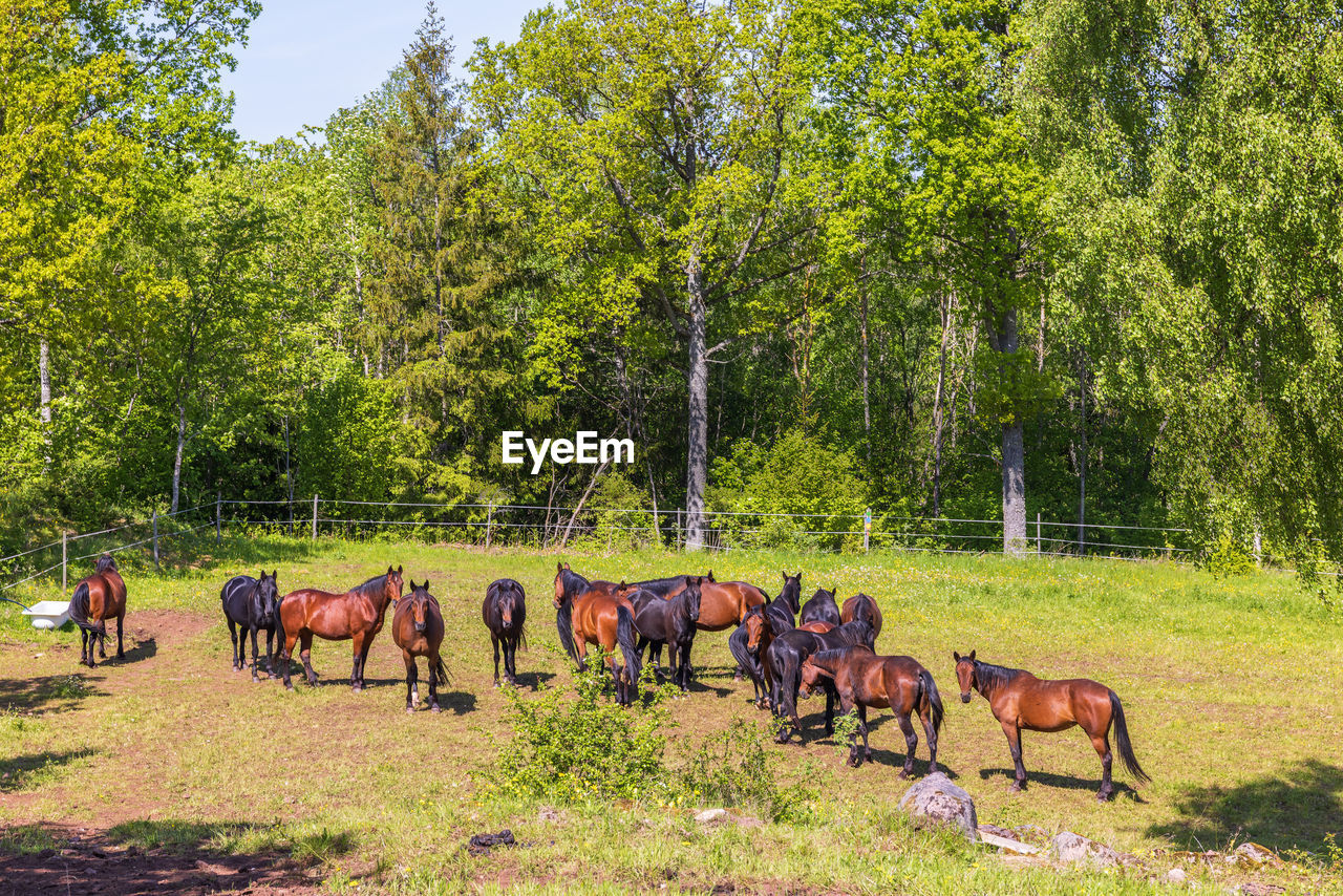 Herd of horses in a sunny paddock