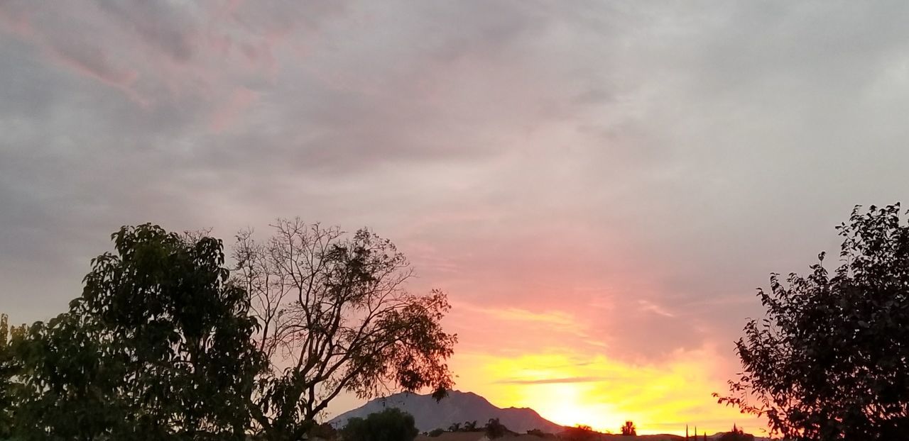 SILHOUETTE TREES AGAINST SKY DURING SUNSET