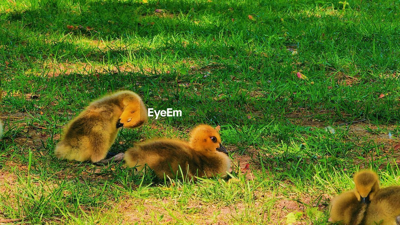 animal themes, grass, animal, group of animals, plant, young animal, field, wildlife, green, animal wildlife, young bird, nature, duck, land, no people, duckling, bird, high angle view, ducks, geese and swans, water bird, gosling, animal family, day, mammal, togetherness, growth, poultry, outdoors, goose