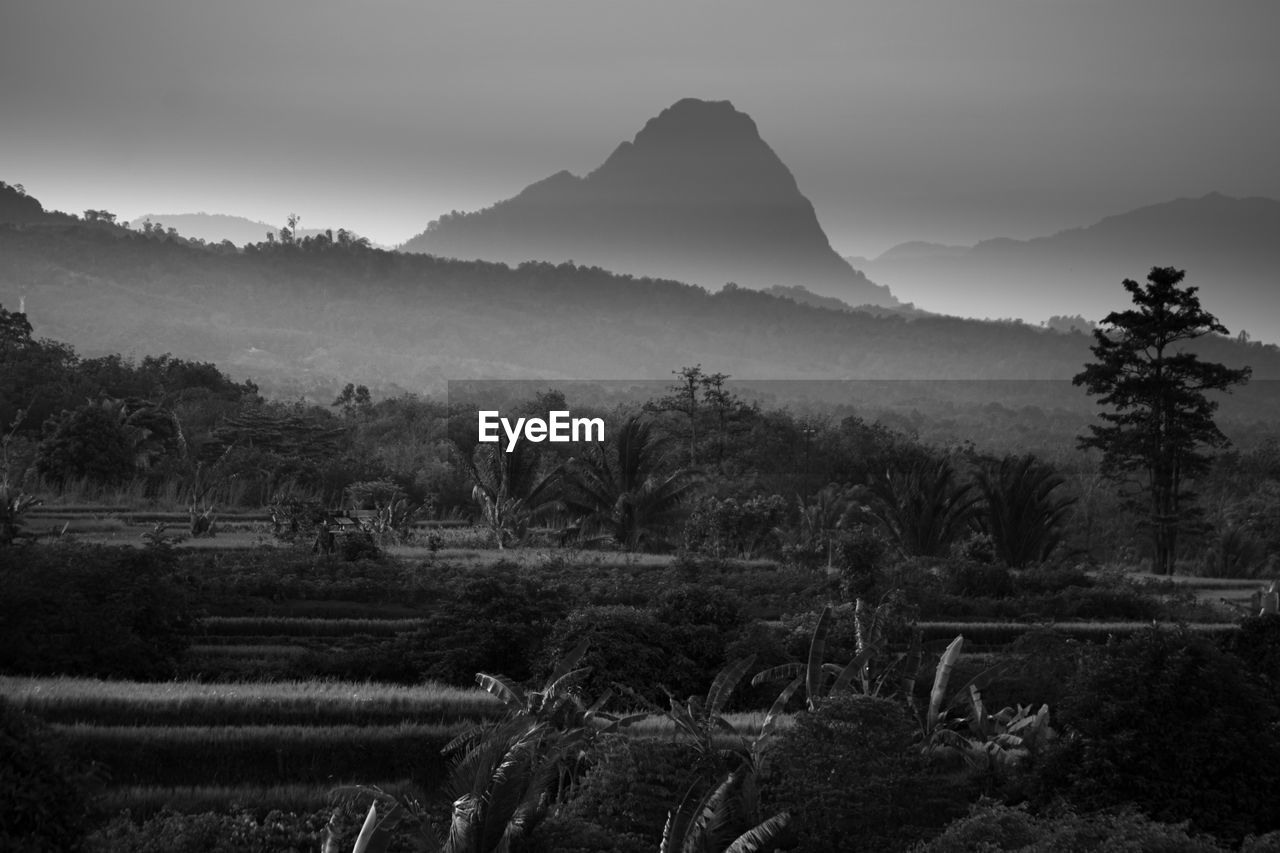 Black and white photo, panoramic view of rice terraces in the morning with beautiful mountains