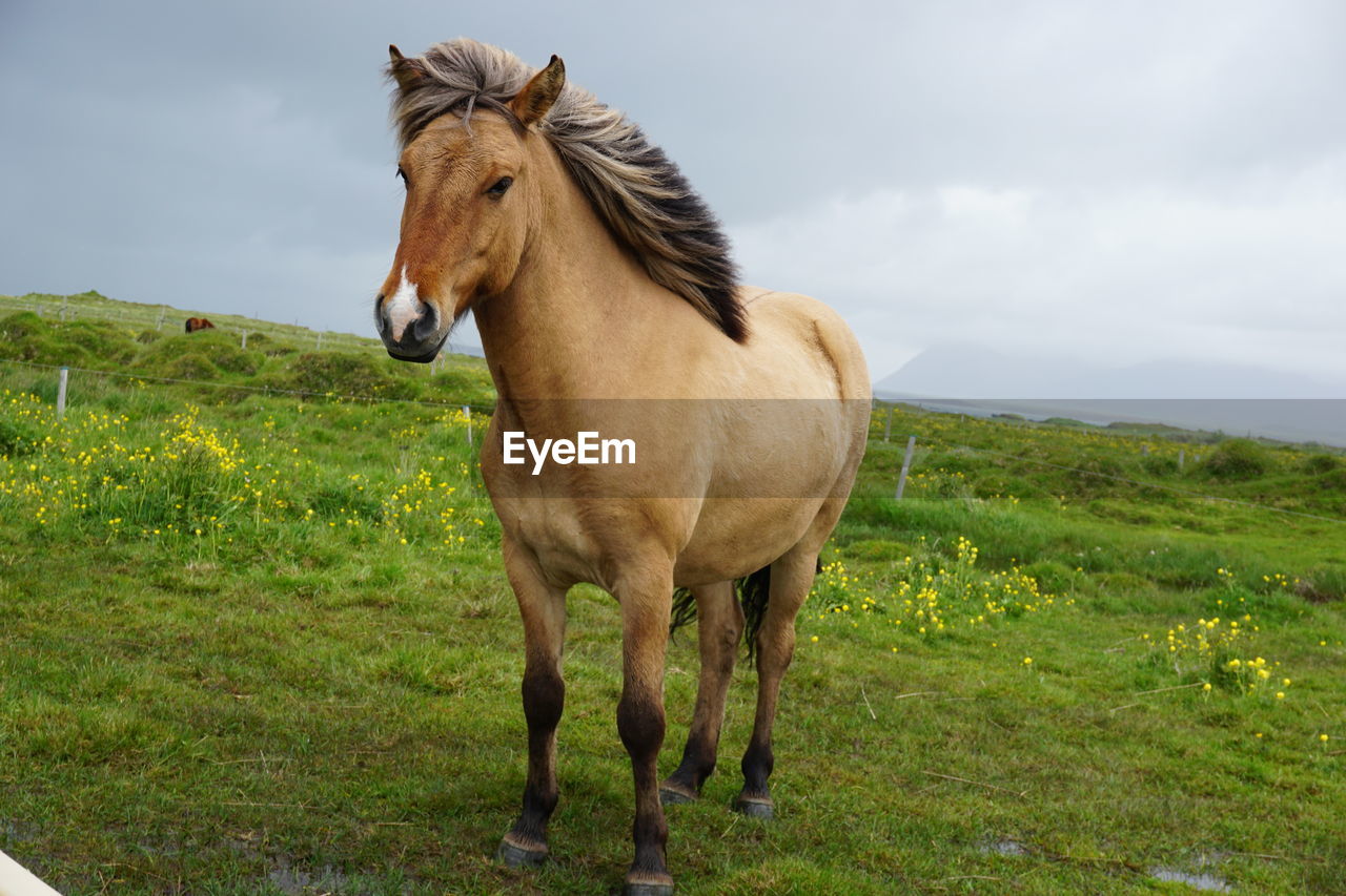 HORSE STANDING IN FIELD