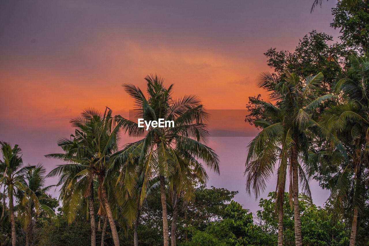 Coconut palm trees against orange sky